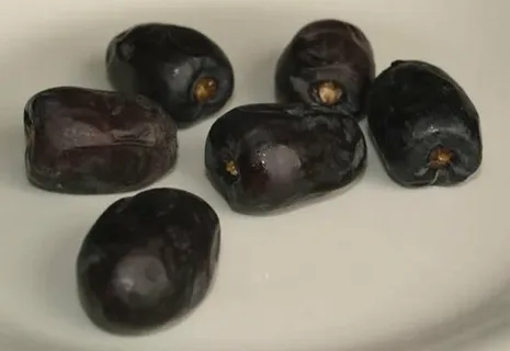 تصویر 3 از خرما مضافتی بوشهر با بافت لطیف و تازه مناسب پذیرایی